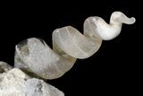 Fluorescent Fossil Gastropods in Limestone - Russia #174901-5